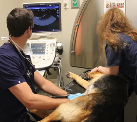 Two Conejo Valley Veterinary Hospital doing an ultrasound on a German Shepard